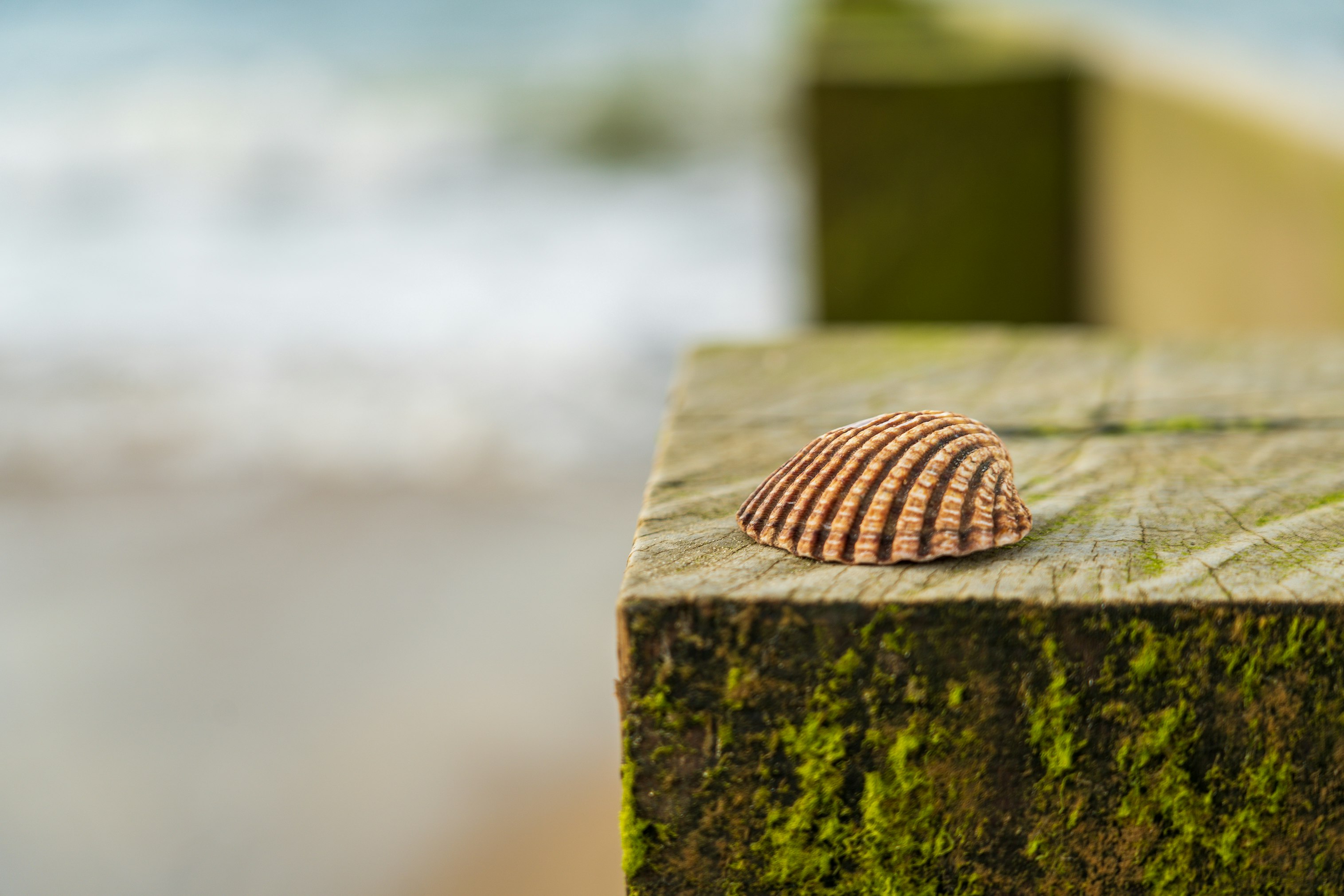 brown and black round ornament on brown wooden table